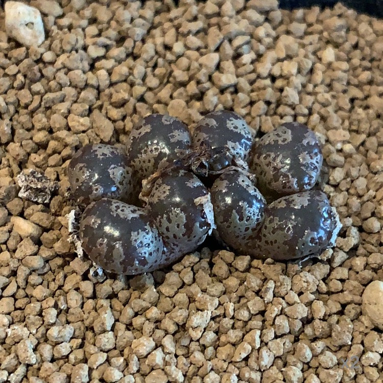 Seeds - conophytum mix seeds (50/100)