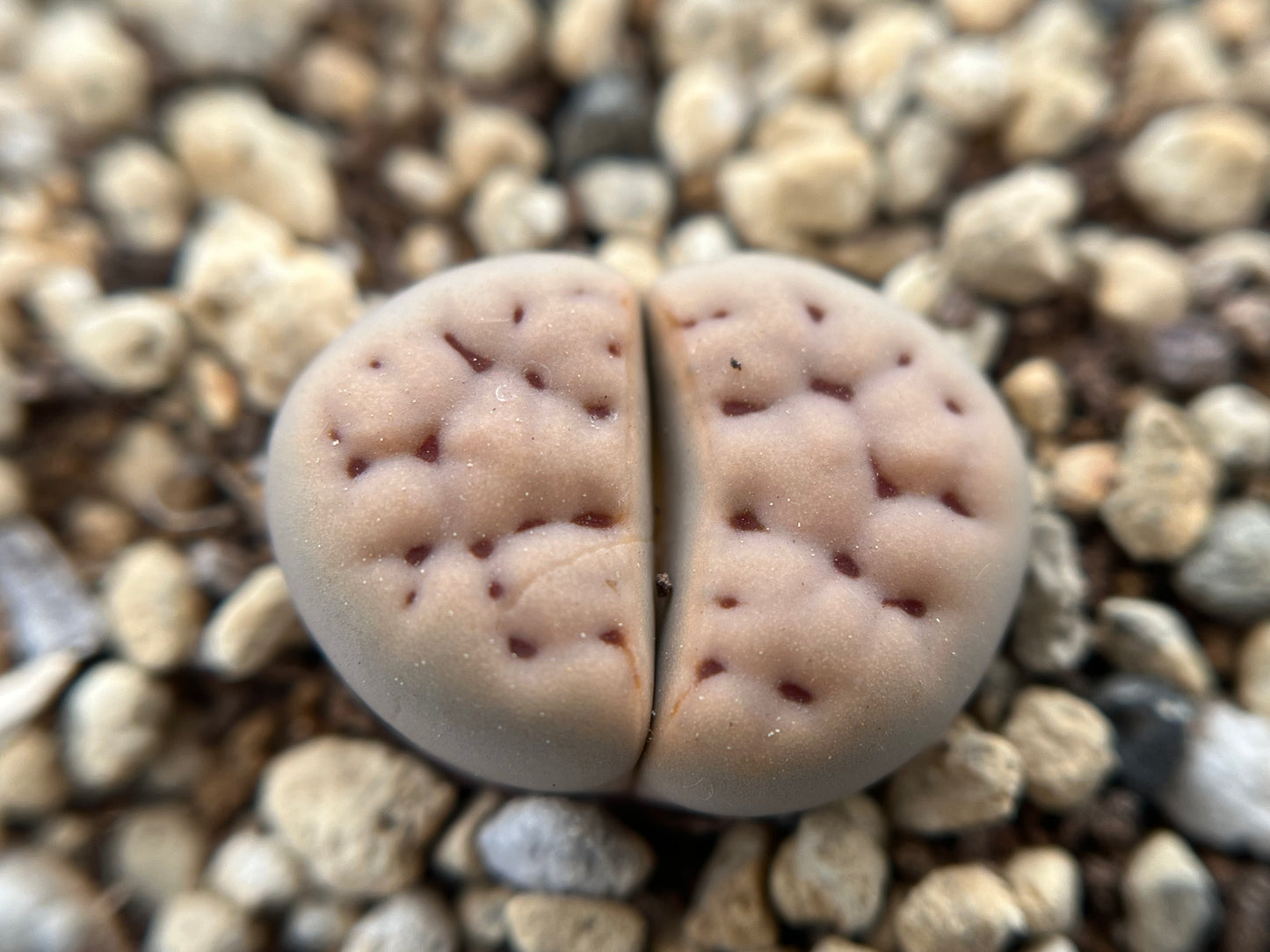 Lithops karasmontana subsp. eberlanzii seeds