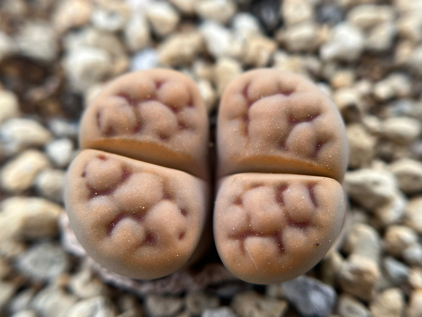 Lithops karasmontana subsp. eberlanzii seeds