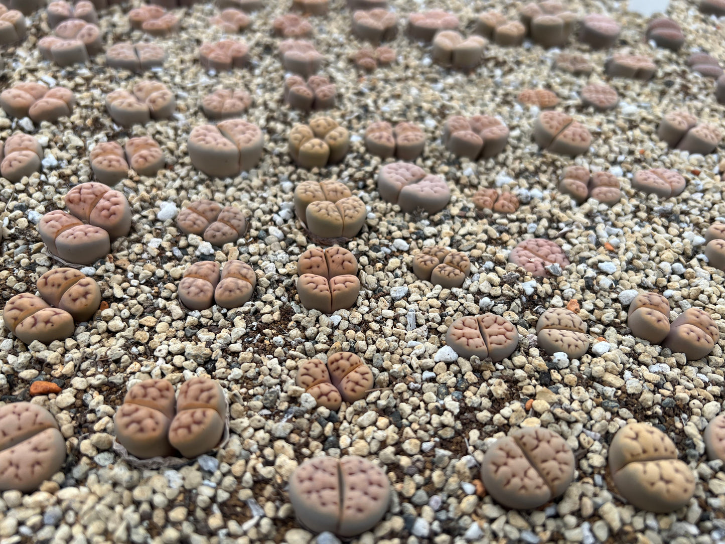 Lithops karasmontana subsp. eberlanzii seeds