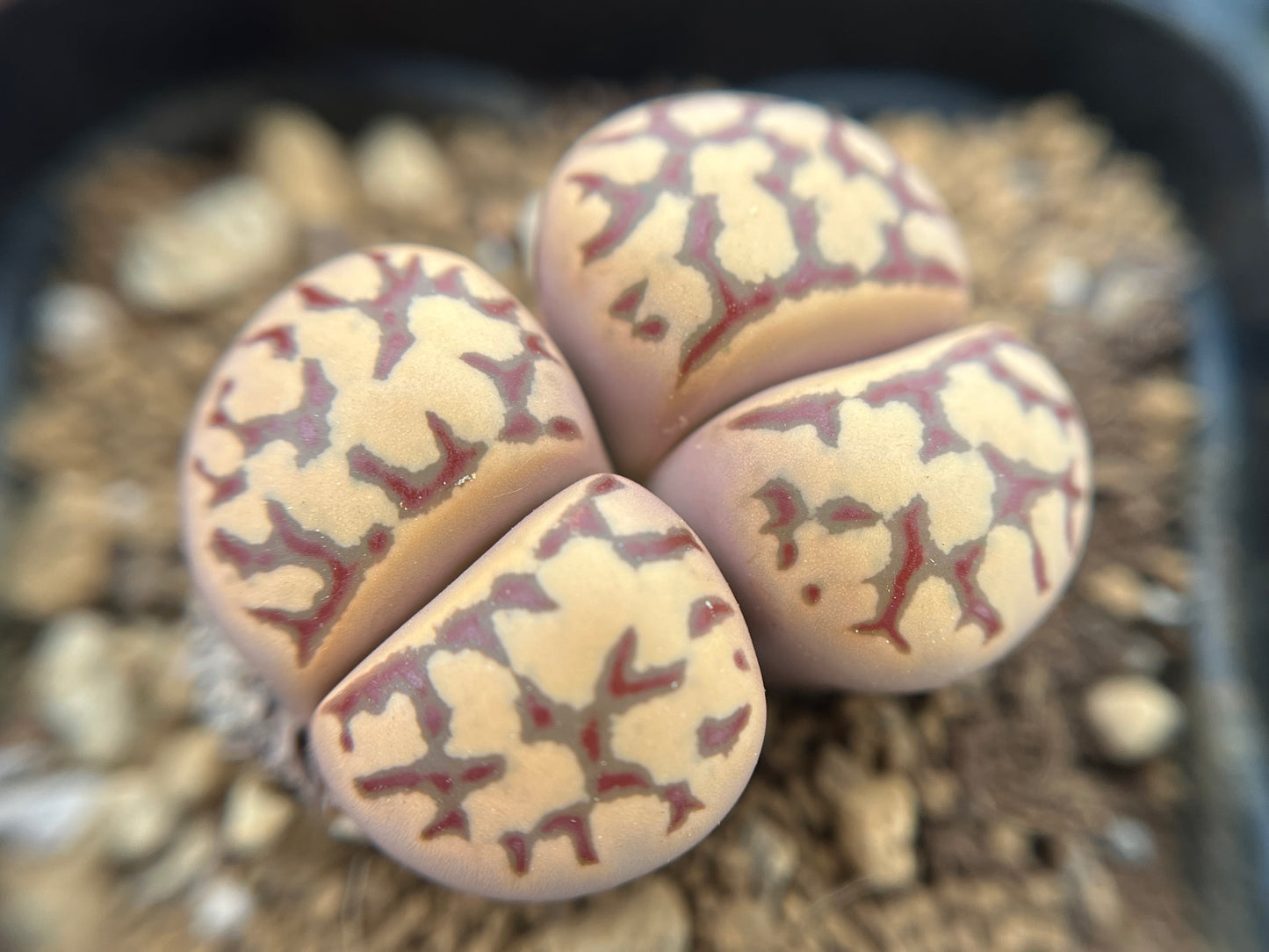 Lithops dorotheae Seeds Mix