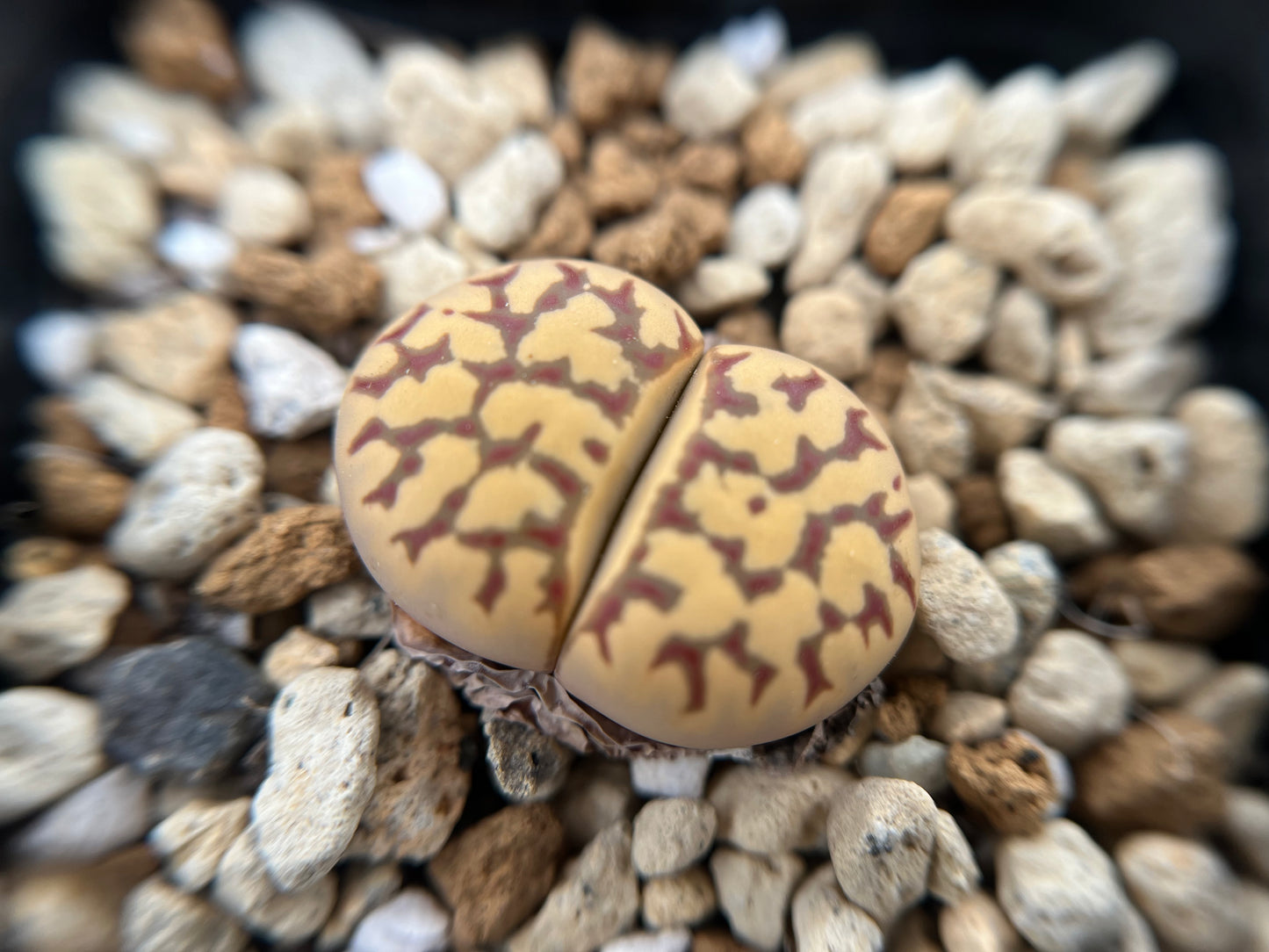 Lithops dorotheae Seeds Mix