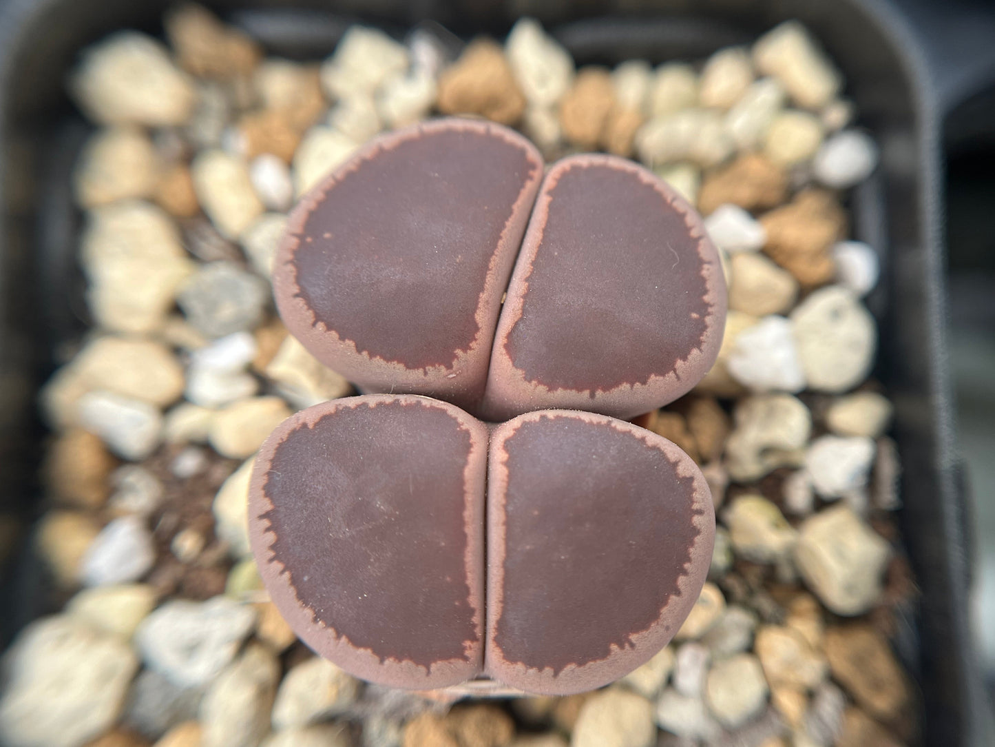 Lithops Aucampiae 'Open window' seeds