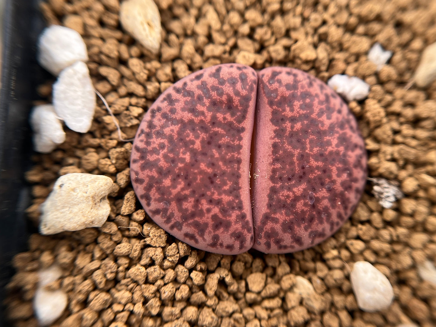 Lithops C393A bromfieldii ‘Embers’ seeds
