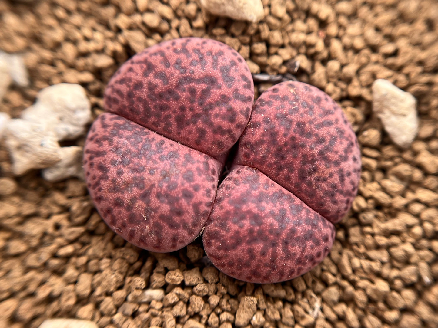 Lithops C393A bromfieldii ‘Embers’ seeds