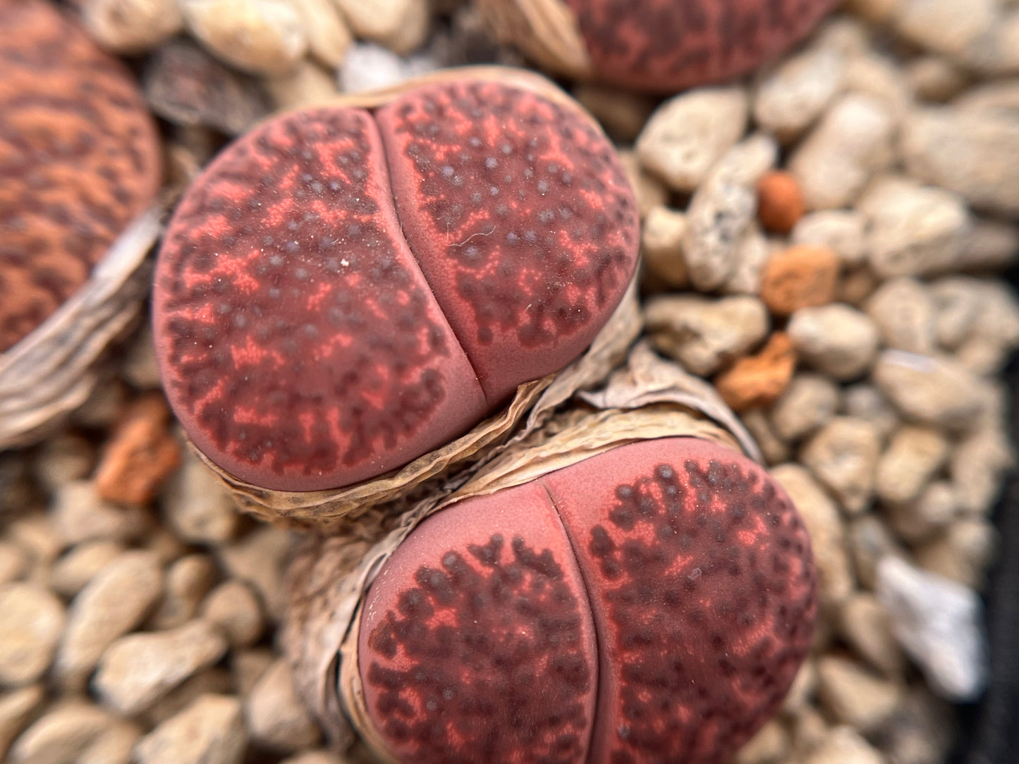 Lithops C393A bromfieldii ‘Embers’ seeds