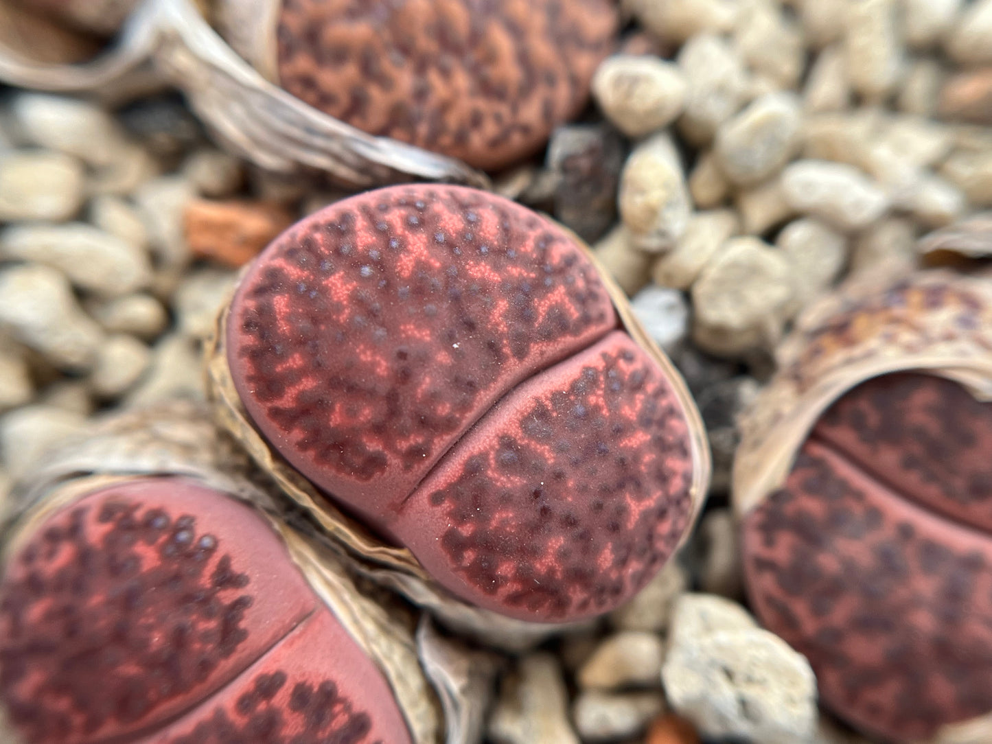 Lithops C393A bromfieldii ‘Embers’ seeds