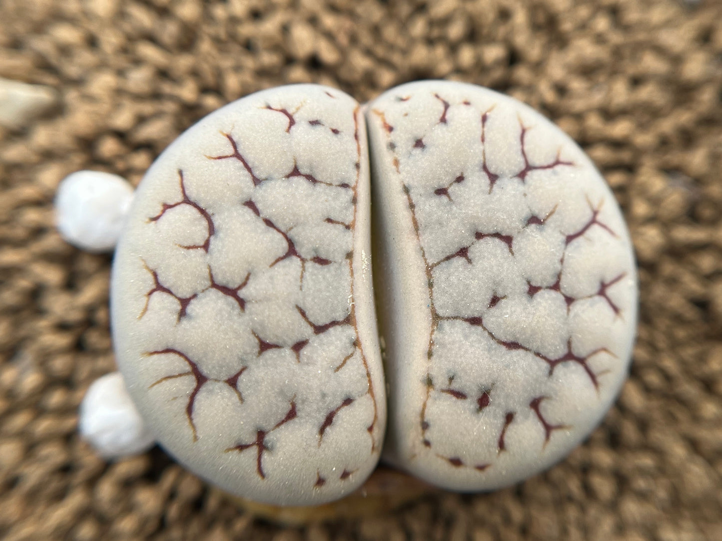 Lithops C262 gracilidelineata seeds