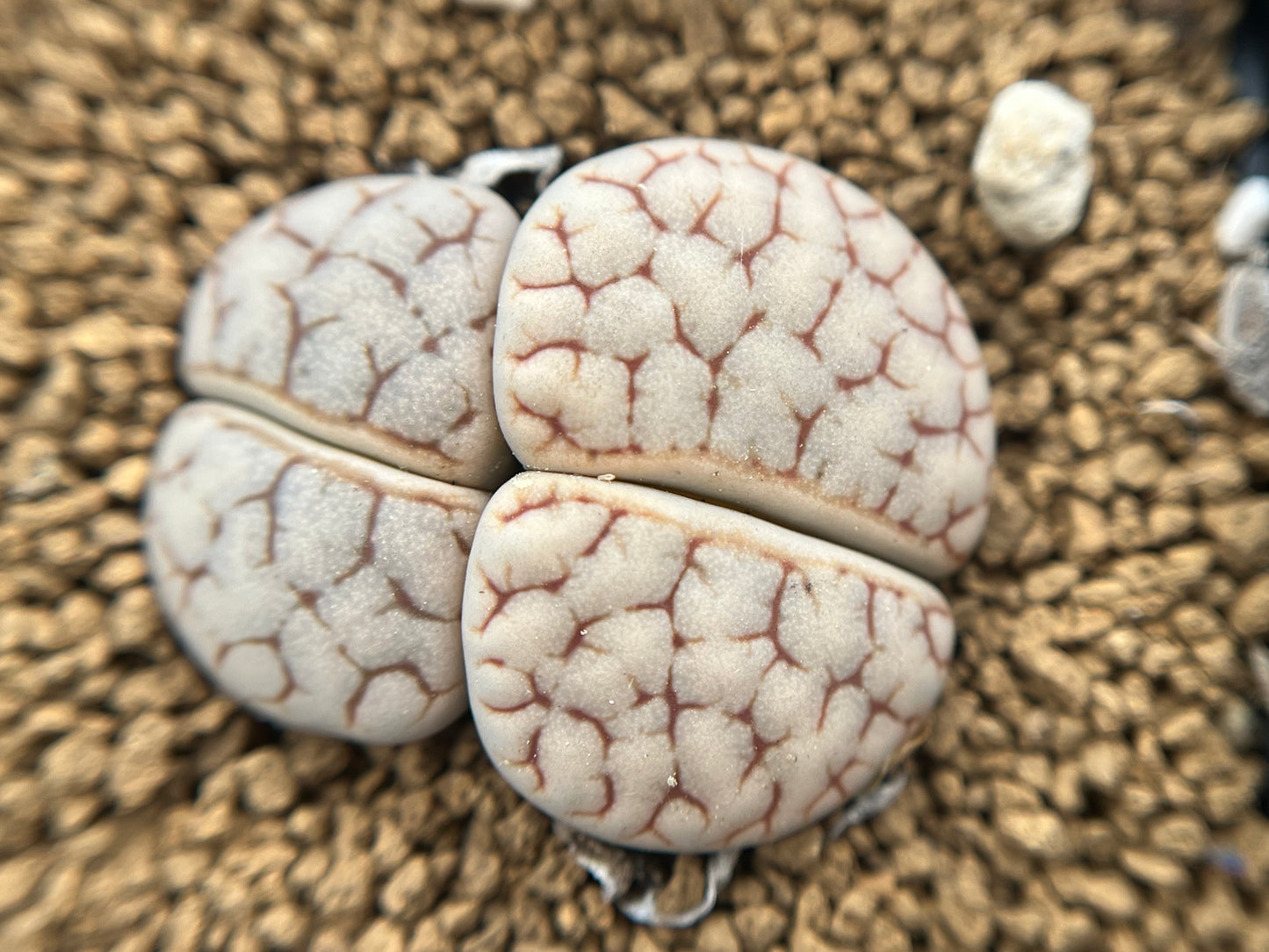 Lithops C262 gracilidelineata seeds