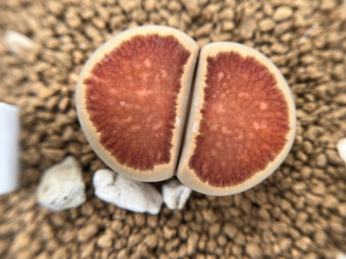 Lithops Julii 'Kosogyoku' seeds