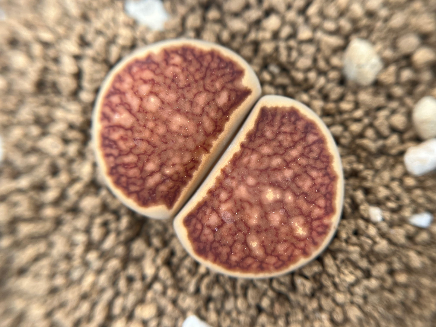 Lithops Julii 'Kosogyoku' seeds