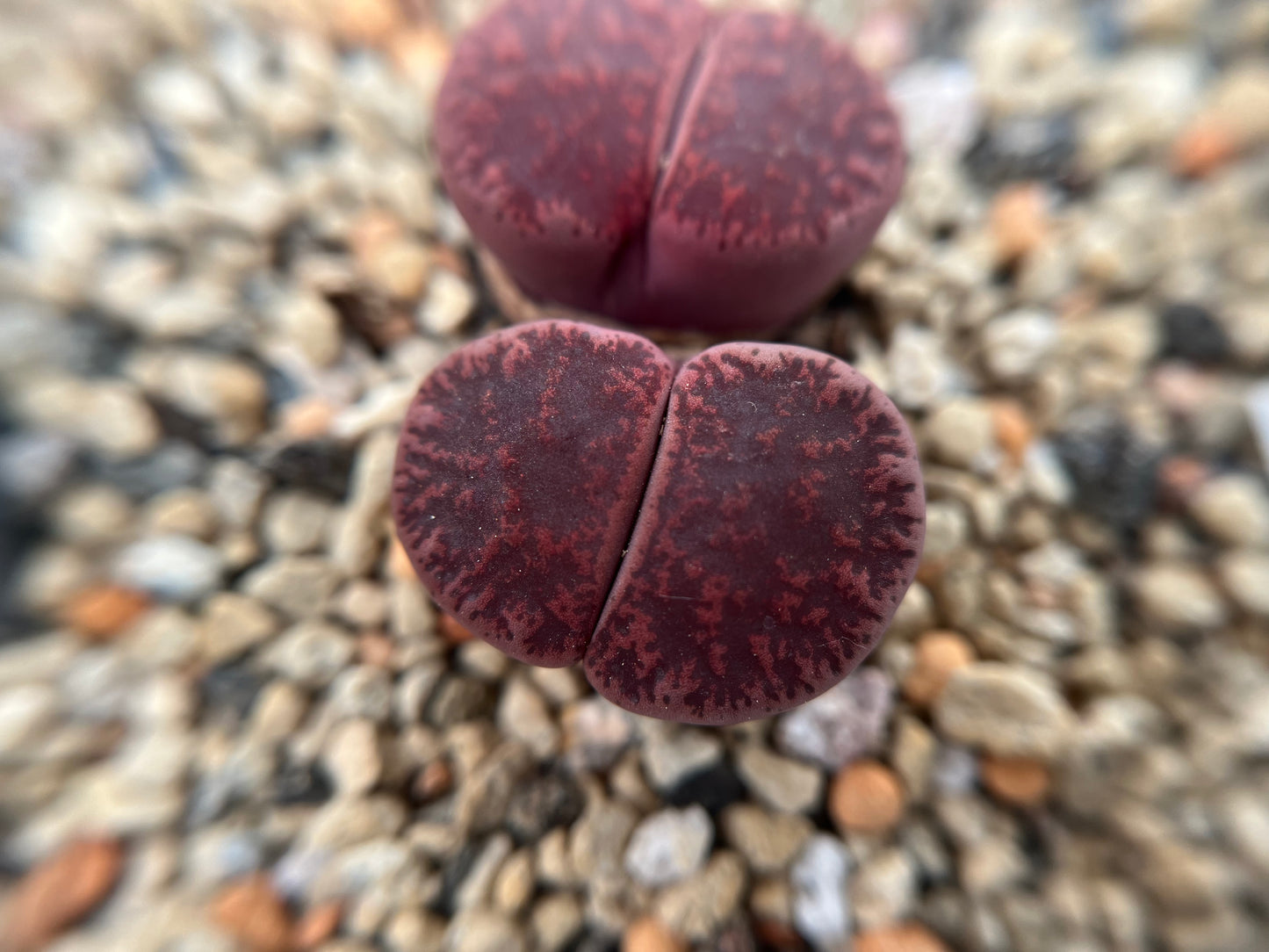 Lithops fred`s redhead seeds