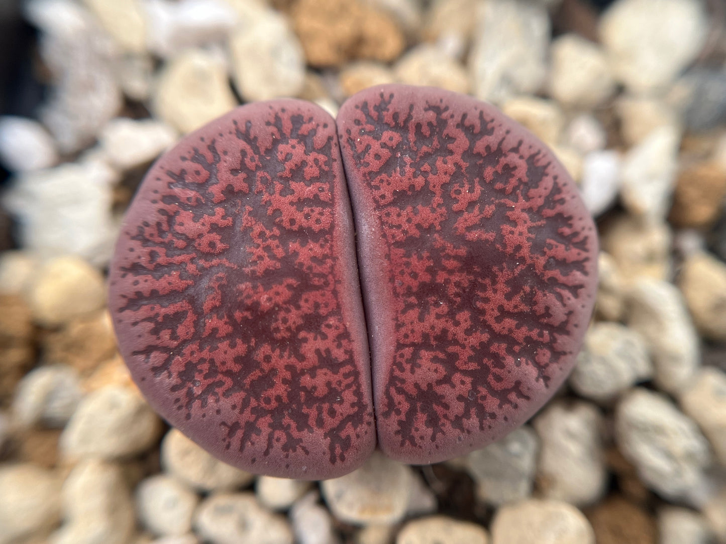 Lithops fred`s redhead seeds