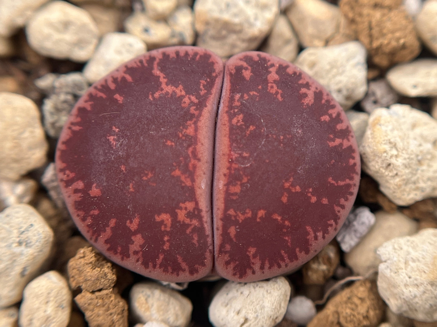 Lithops fred`s redhead seeds