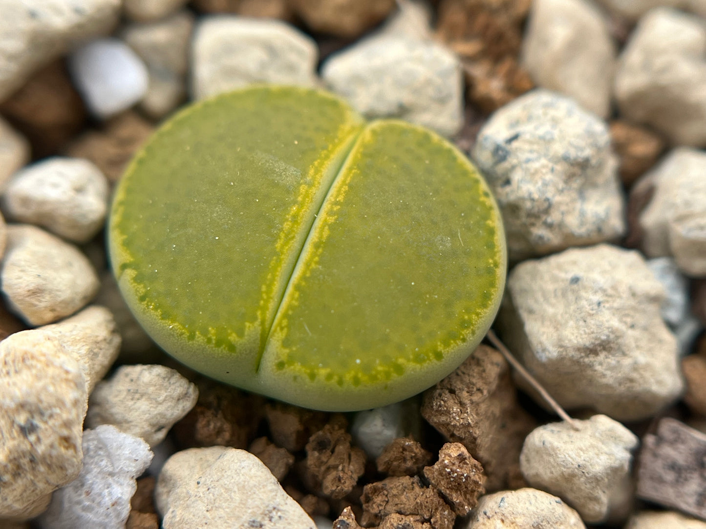 Lithops Lesliei 'Green Top' seeds