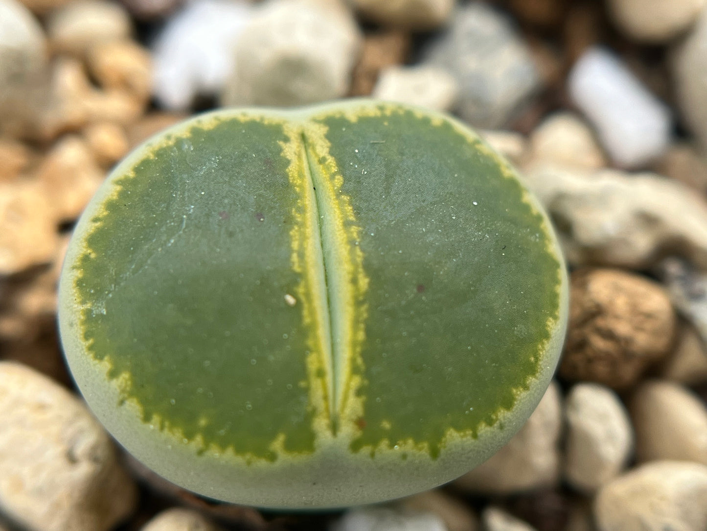 Lithops Lesliei 'Green Top' seeds