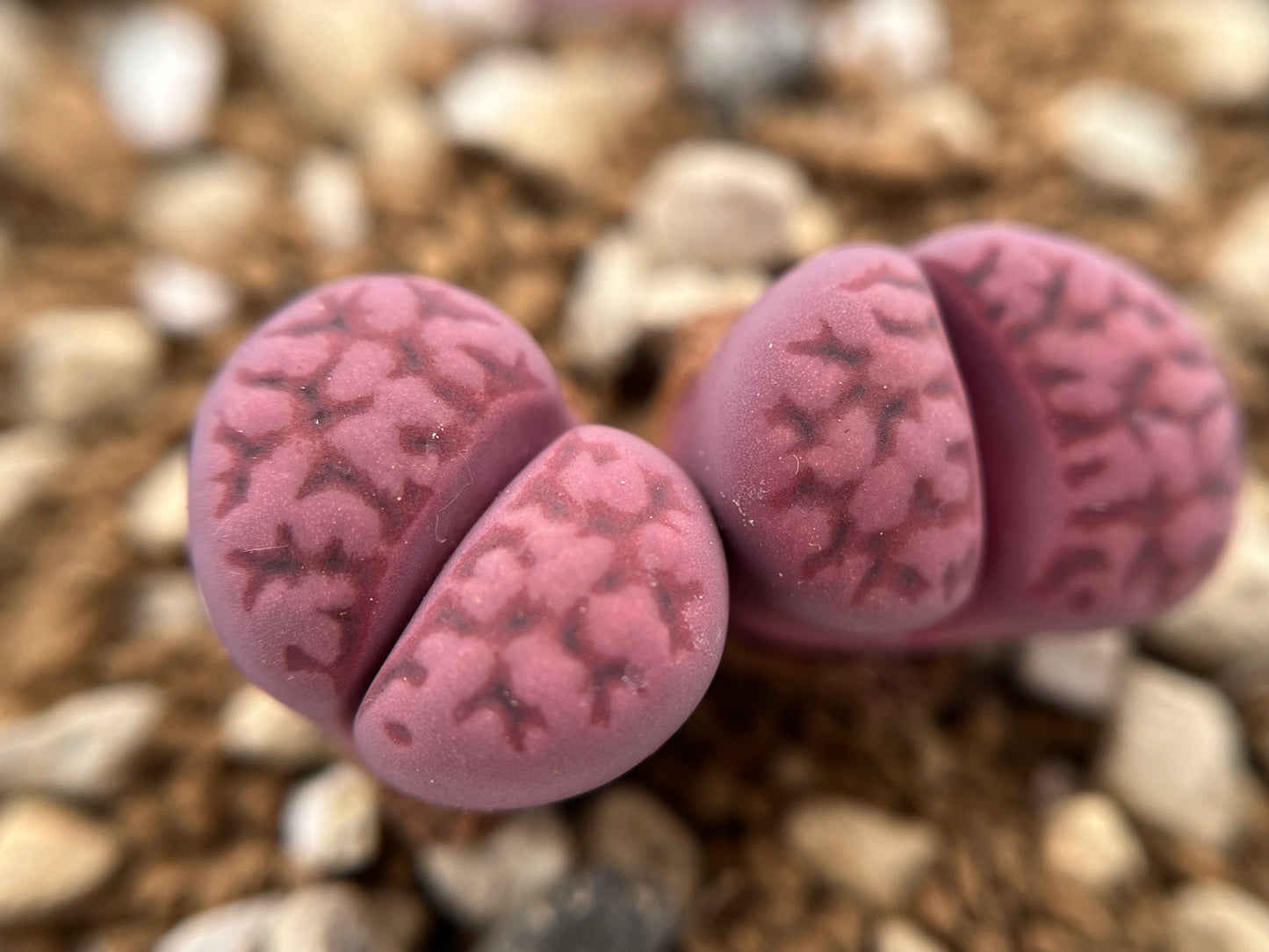 Lithops C369A karasmontana ssp. eberlanzii `Purper`