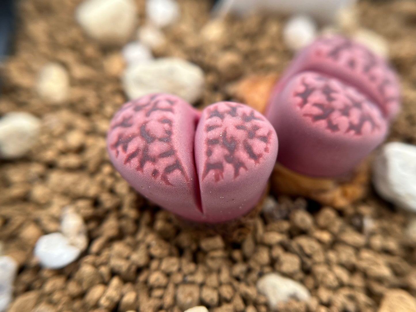 Lithops C369A karasmontana ssp. eberlanzii `Purper`