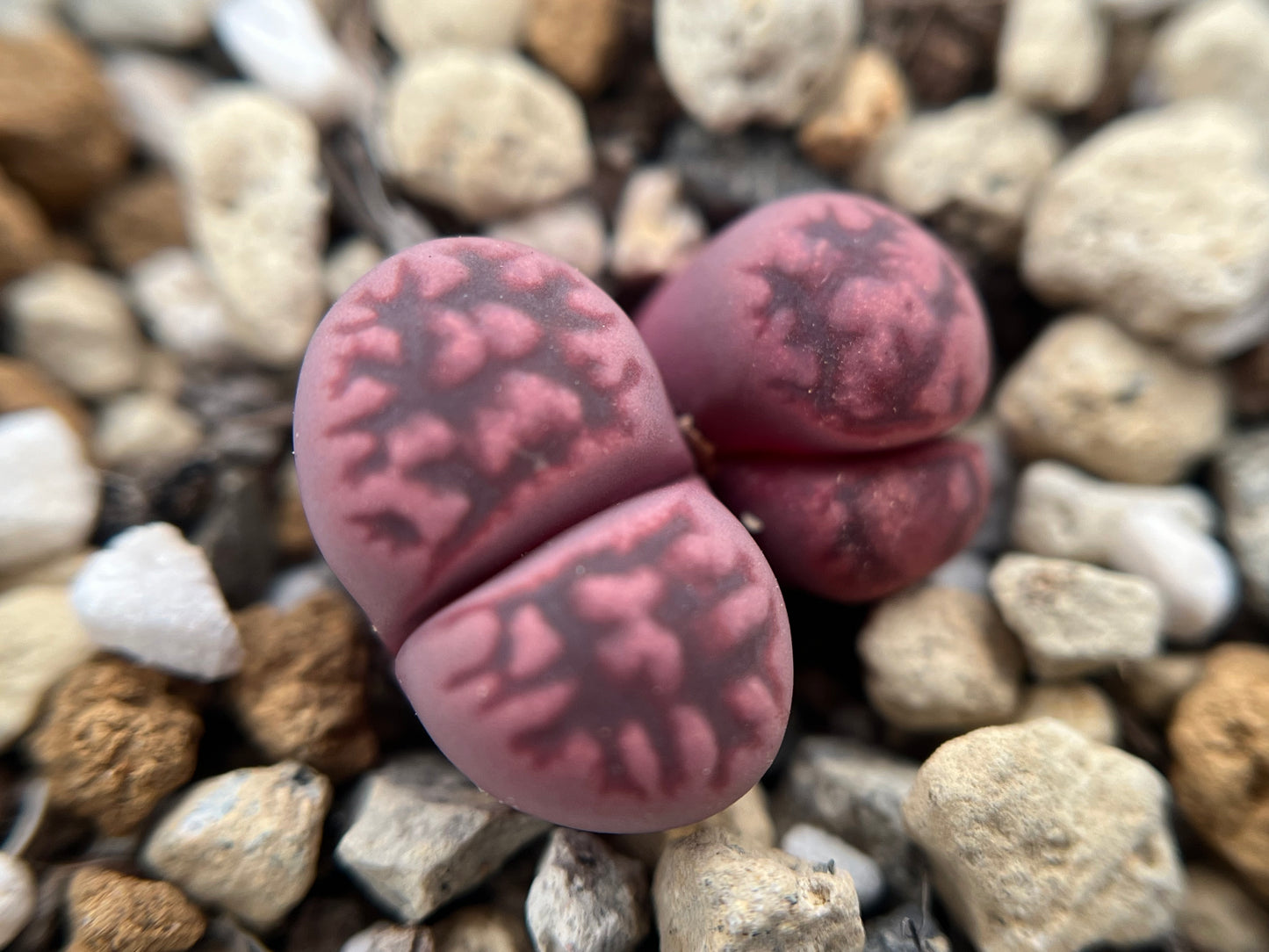 Lithops C369A karasmontana ssp. eberlanzii `Purper`