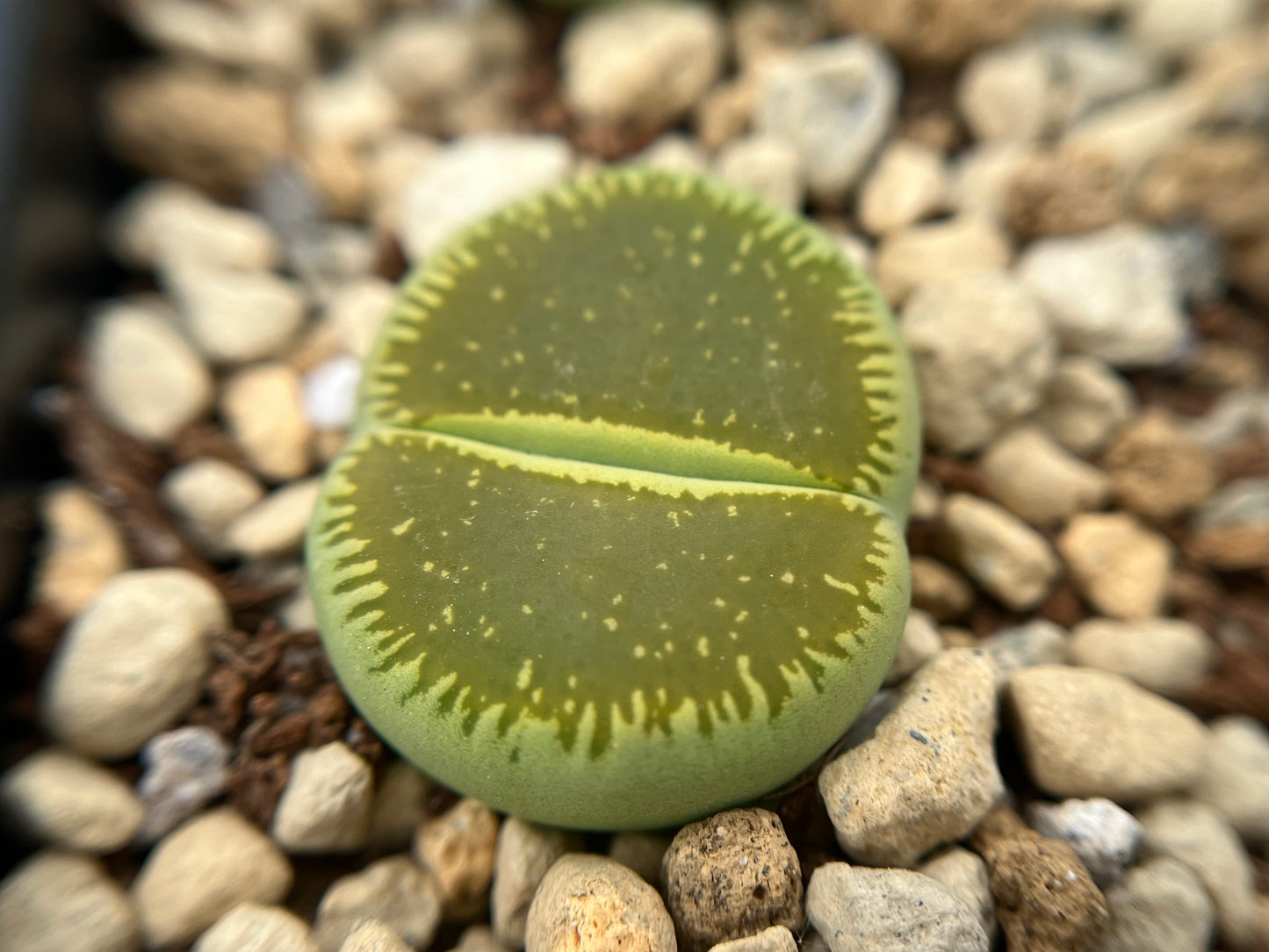 Lithops C048A aucampiae ssp. euniceae `Bellaketty` seeds