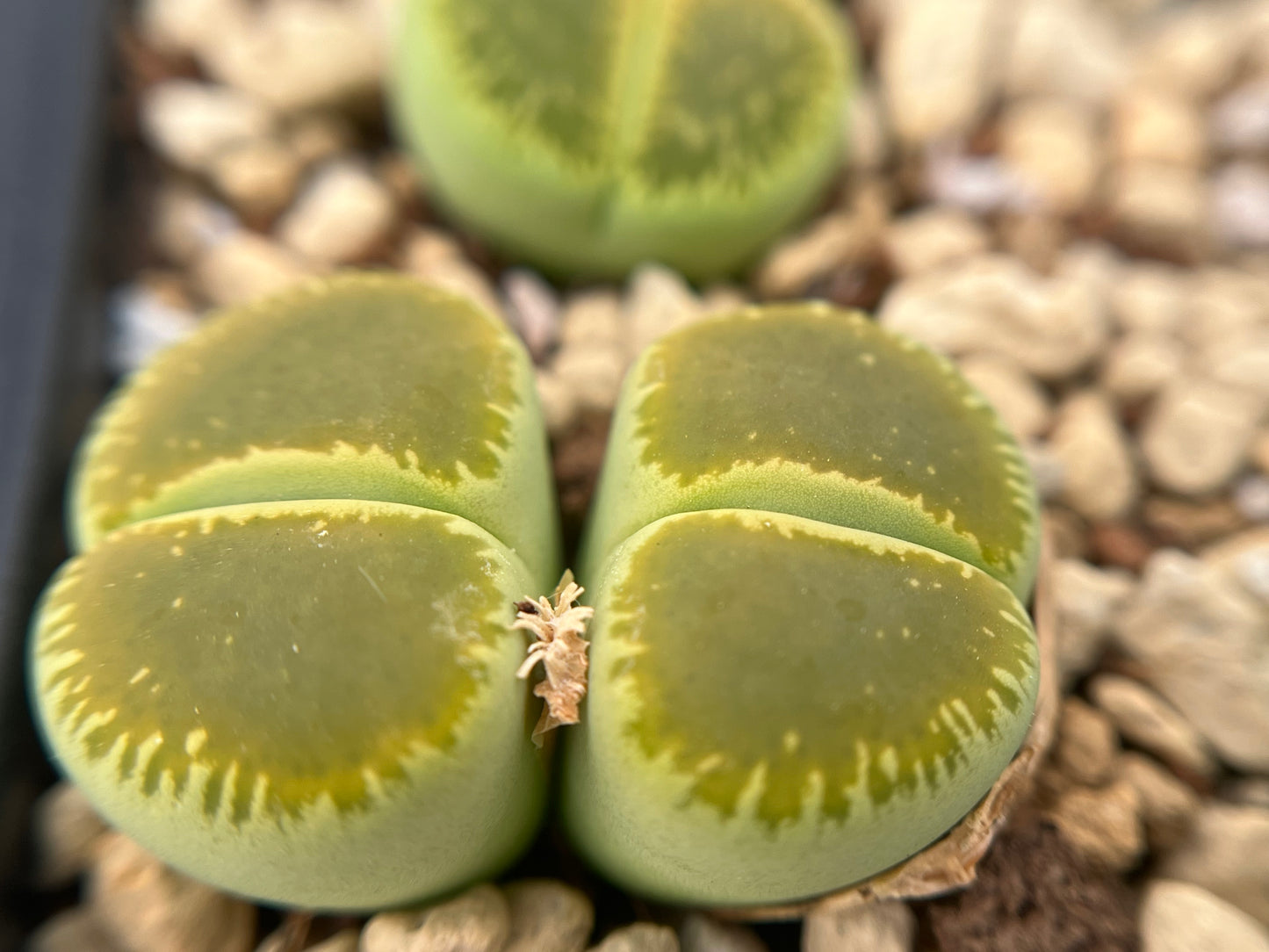 Lithops C048A aucampiae ssp. euniceae `Bellaketty` seeds