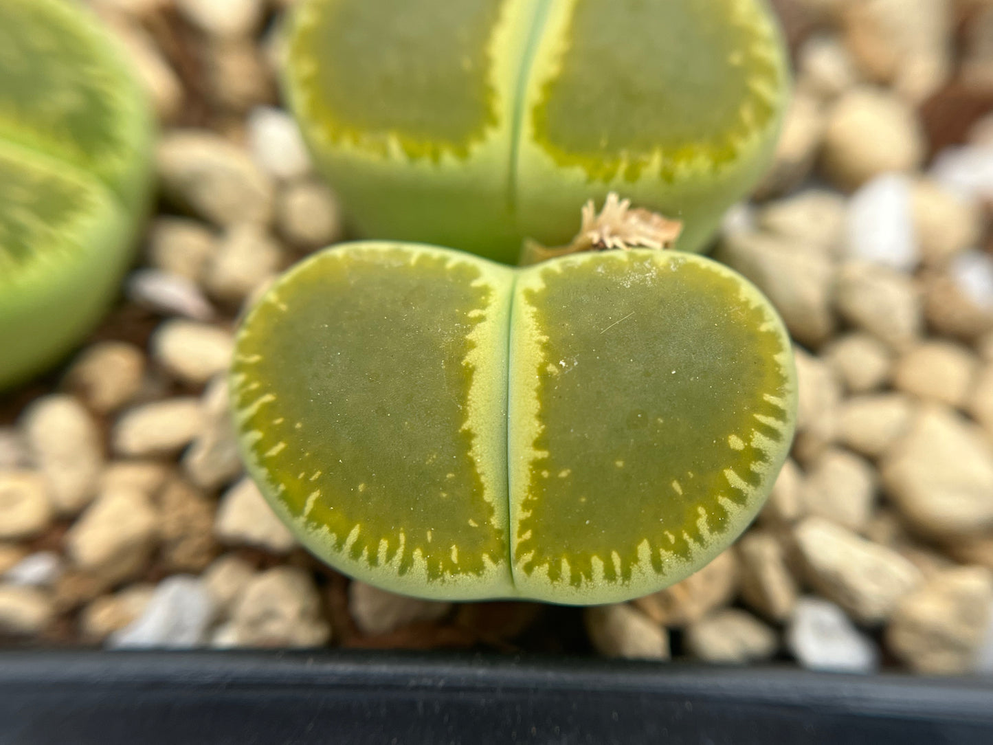 Lithops C048A aucampiae ssp. euniceae `Bellaketty` seeds