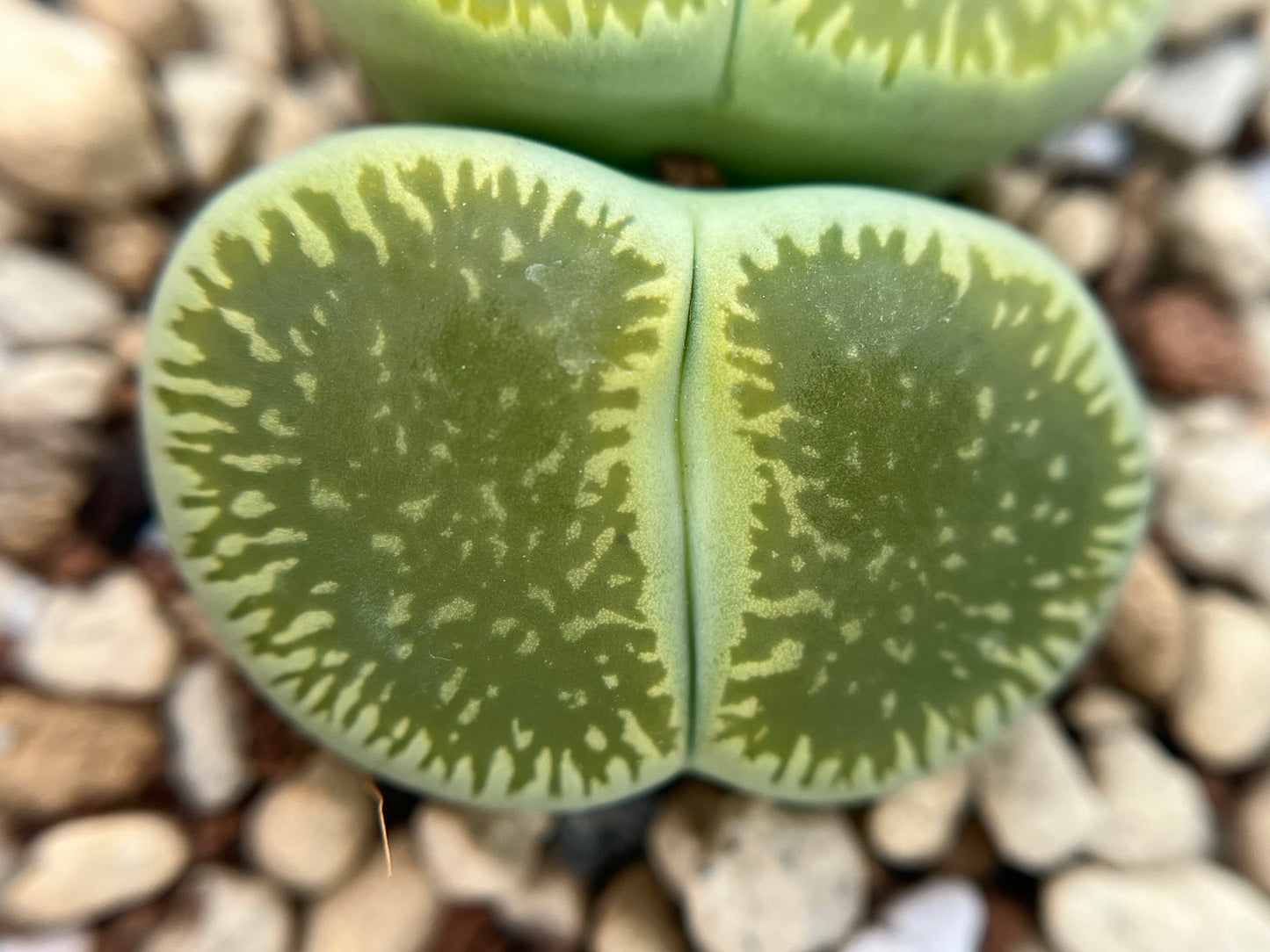 Lithops C048A aucampiae ssp. euniceae `Bellaketty` seeds