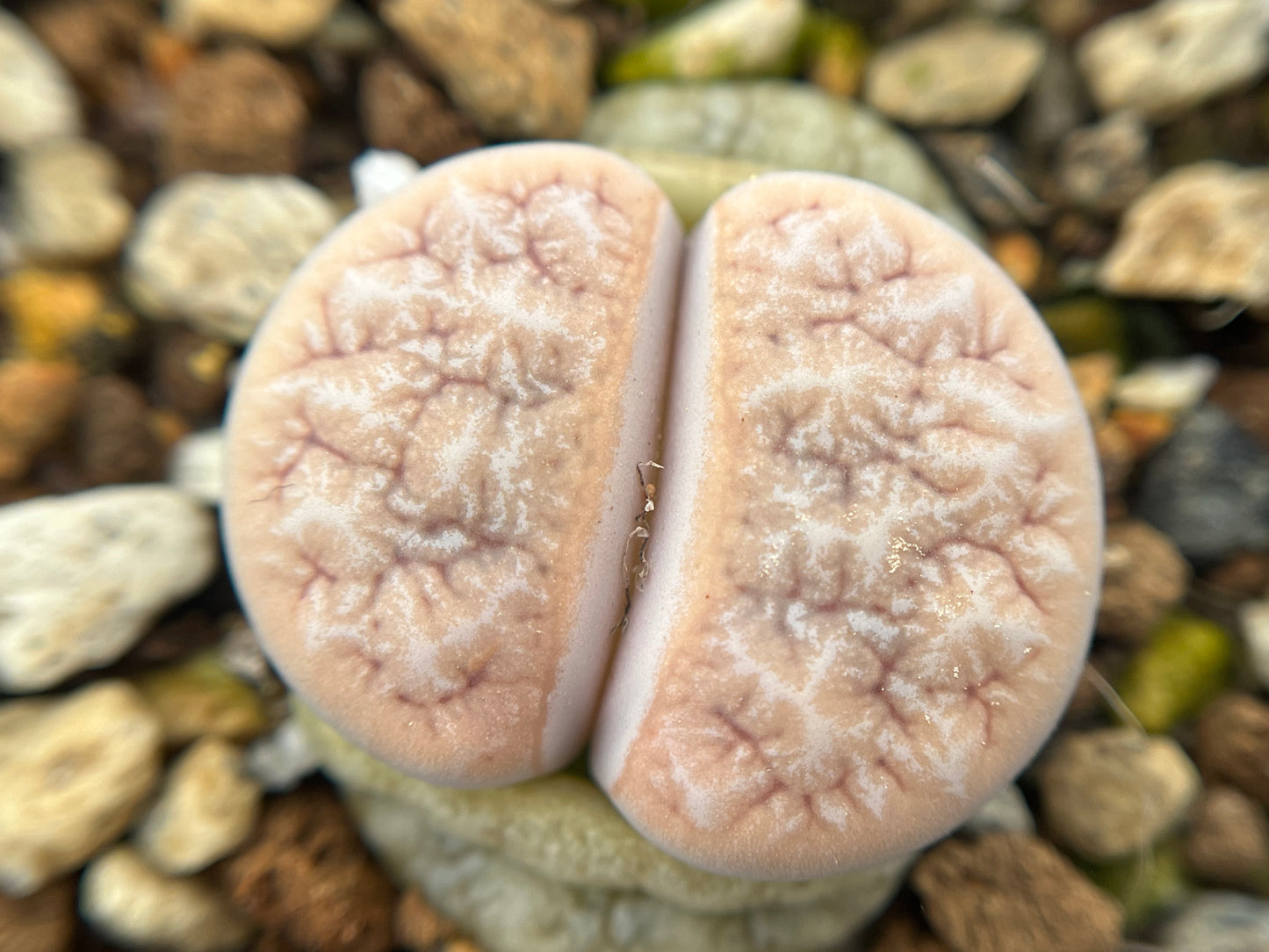 Lithops C309A gracilidelineata 'cafe au Lait' seeds