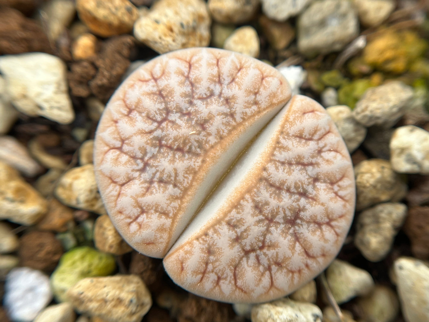 Lithops C309A gracilidelineata 'cafe au Lait' seeds