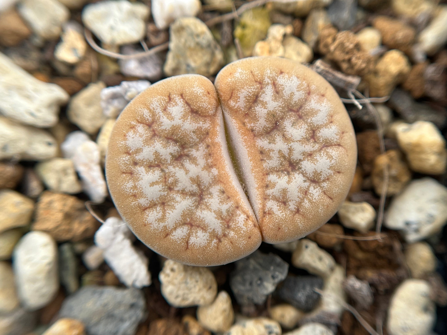 Lithops C309A gracilidelineata 'cafe au Lait' seeds
