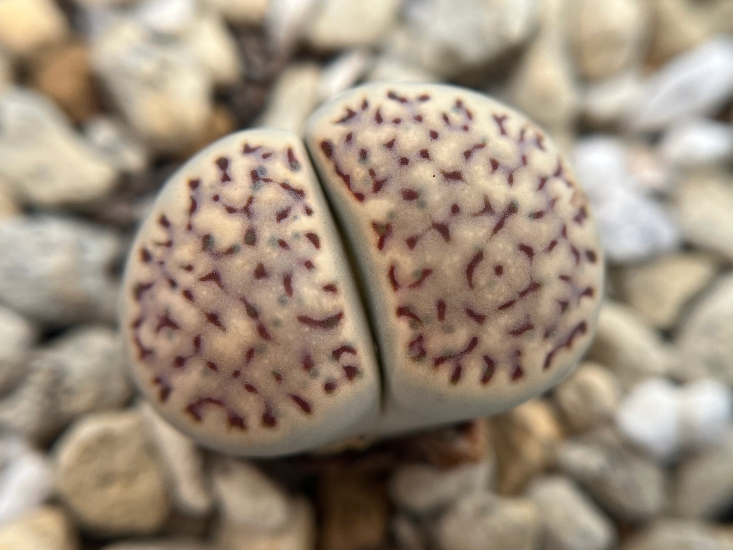 Lithops amicorum `Freckled Friend` seed