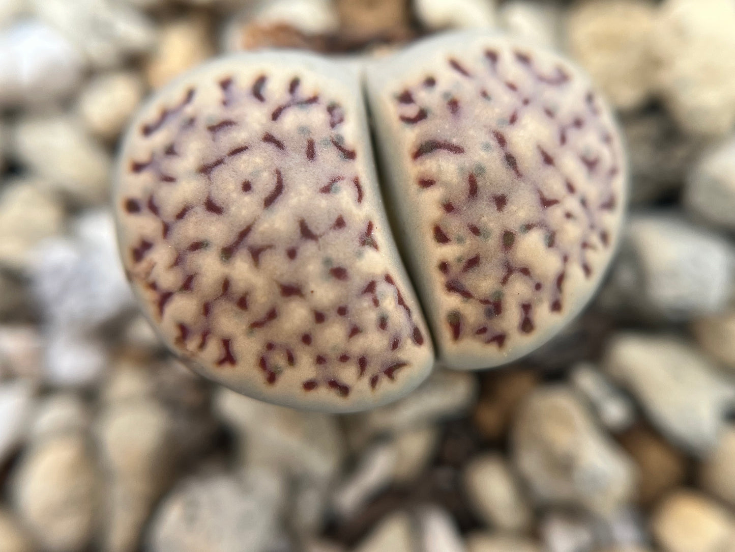 Lithops amicorum `Freckled Friend` seed