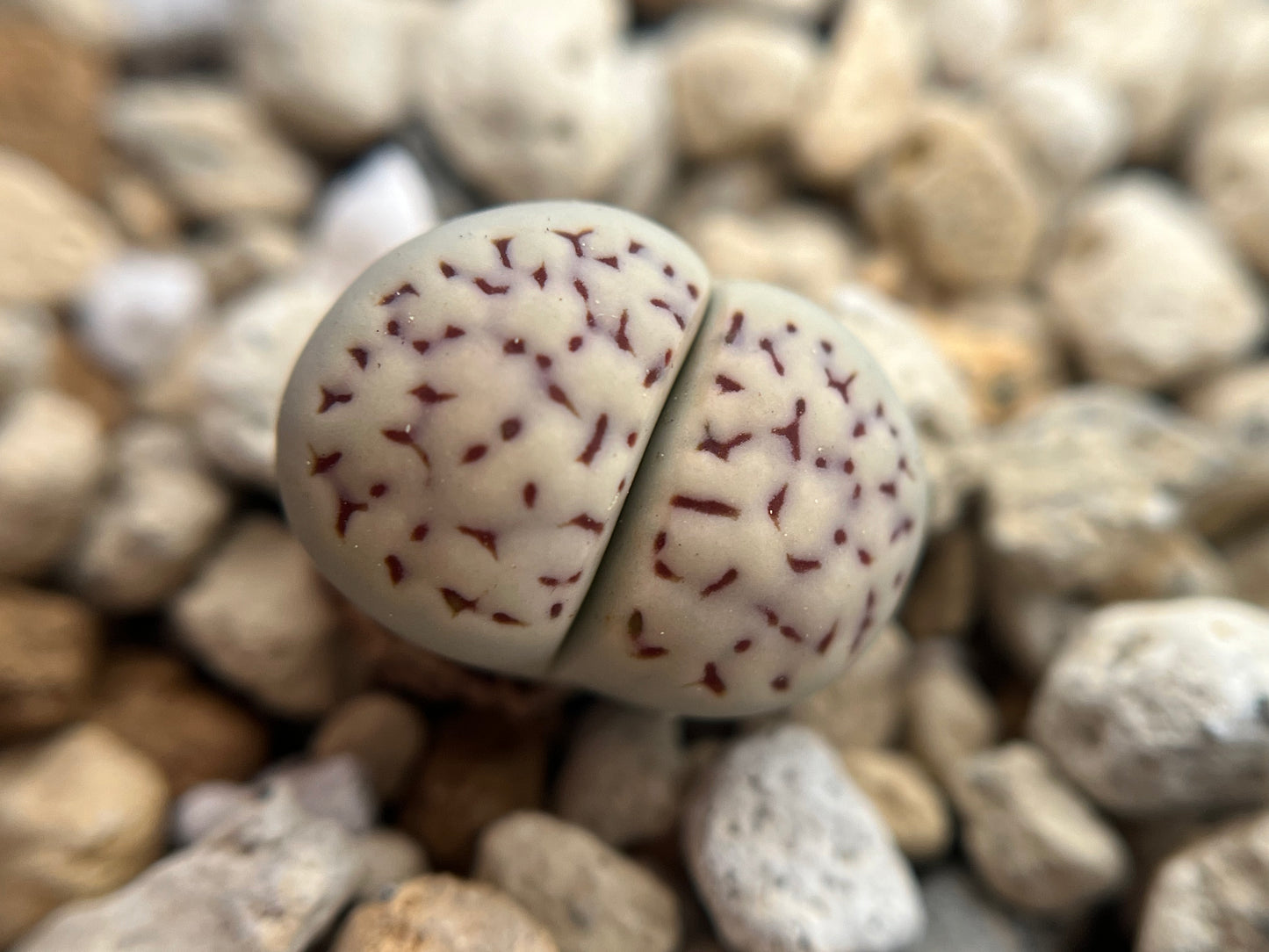 Lithops amicorum `Freckled Friend` seed