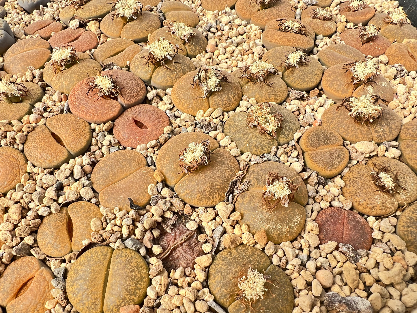 Lithops C141 lesliei seeds