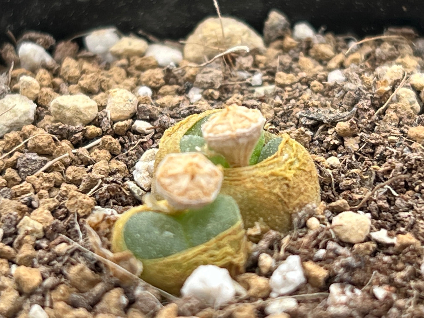 Conophytum longum seeds (10/20/50/100)