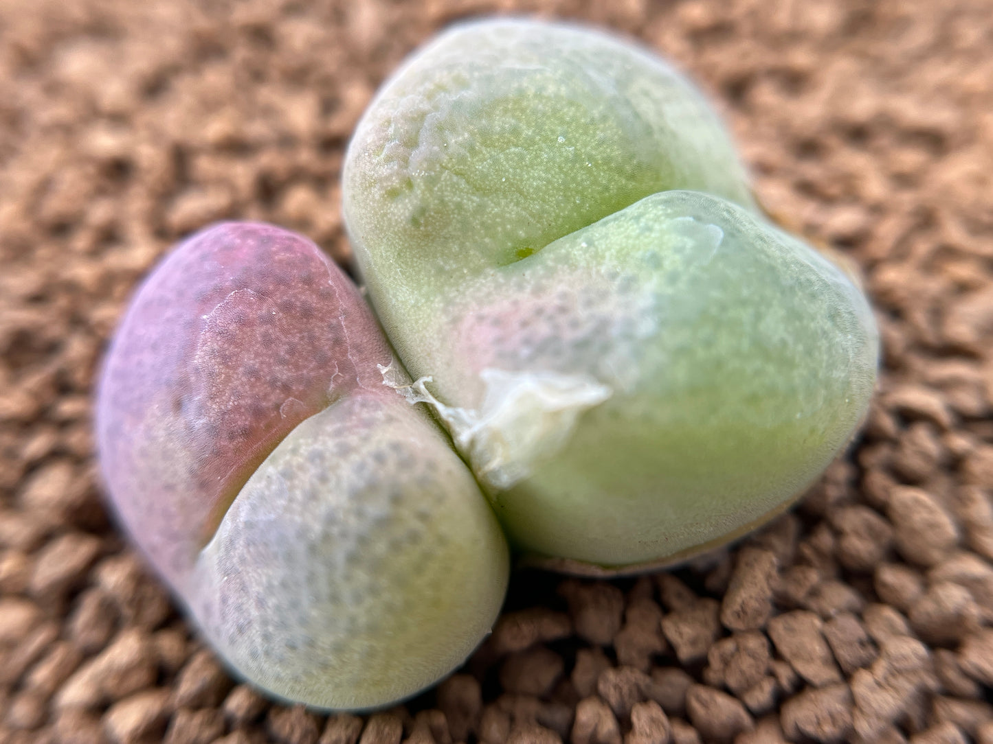 Copy of Seeds- Conophytum subfenestratum seeds (10/20/30)