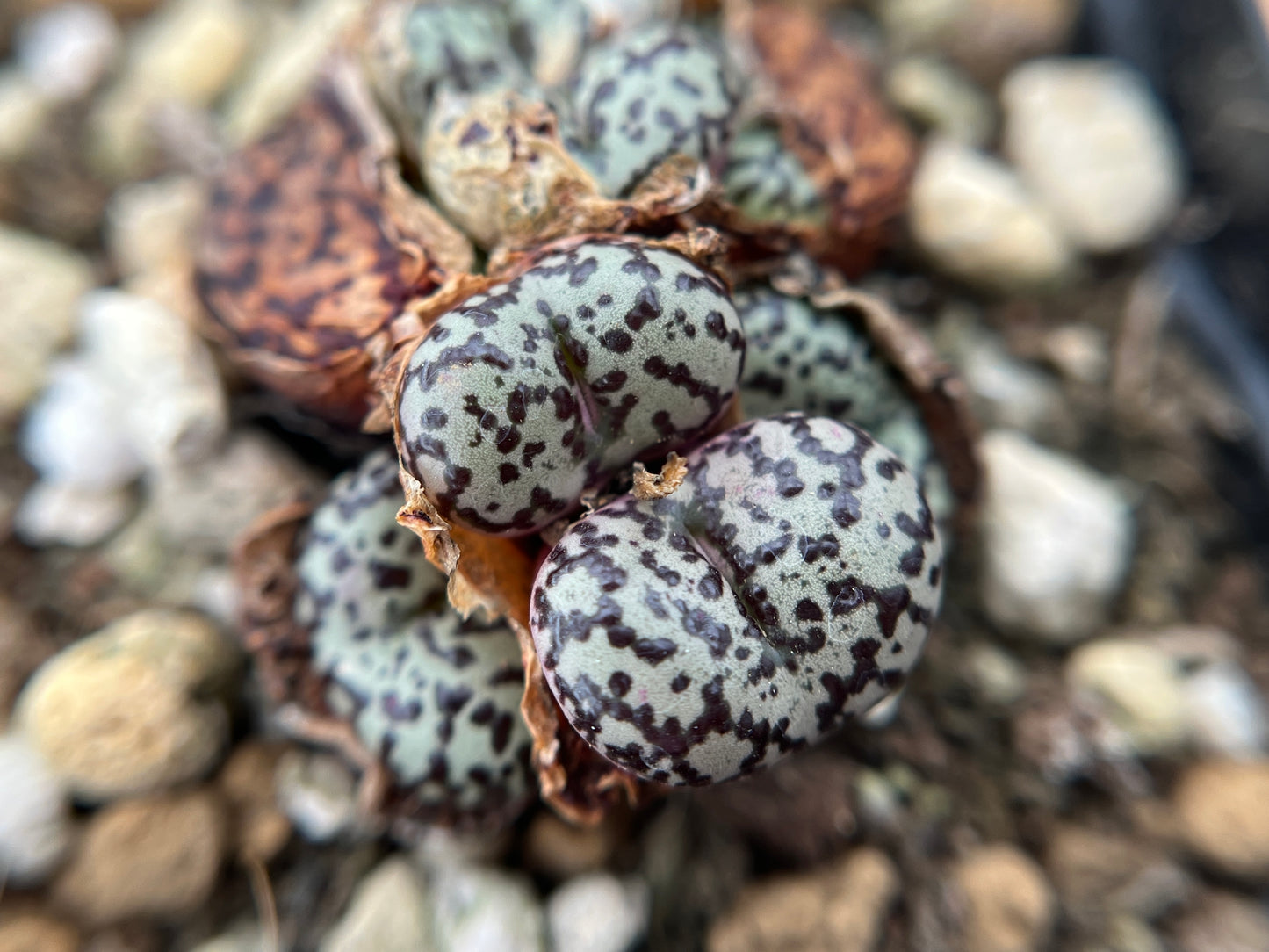 Seeds - conophytum mix seeds (50/100)