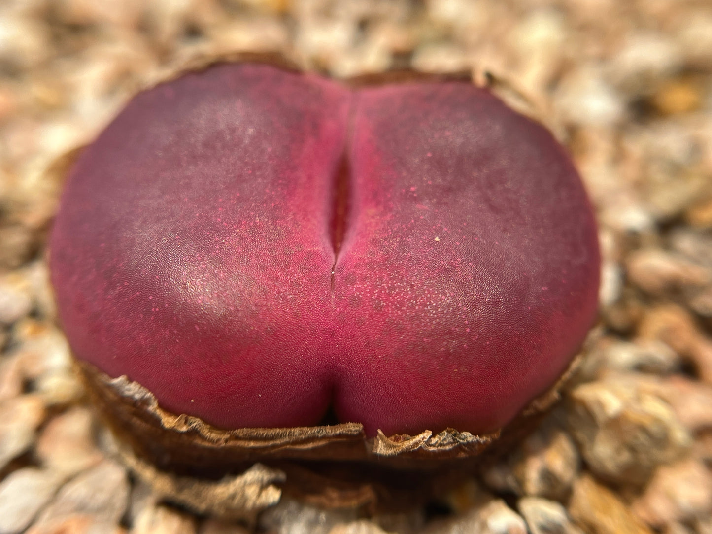 Seeds - conophytum mix seeds (50/100)