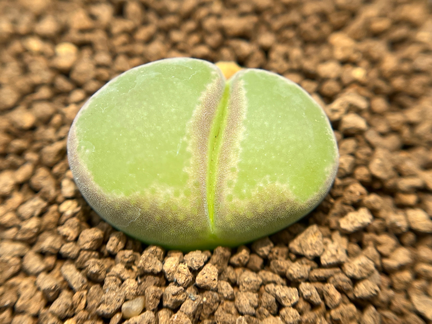 Conophytum longum seeds (10/20/50/100)