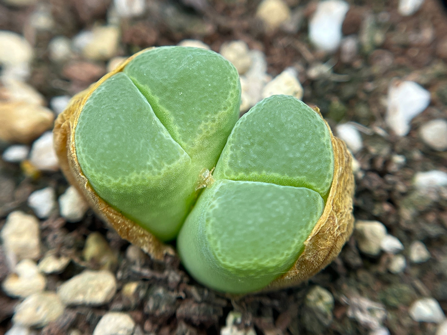 Conophytum longum seeds (10/20/50/100)