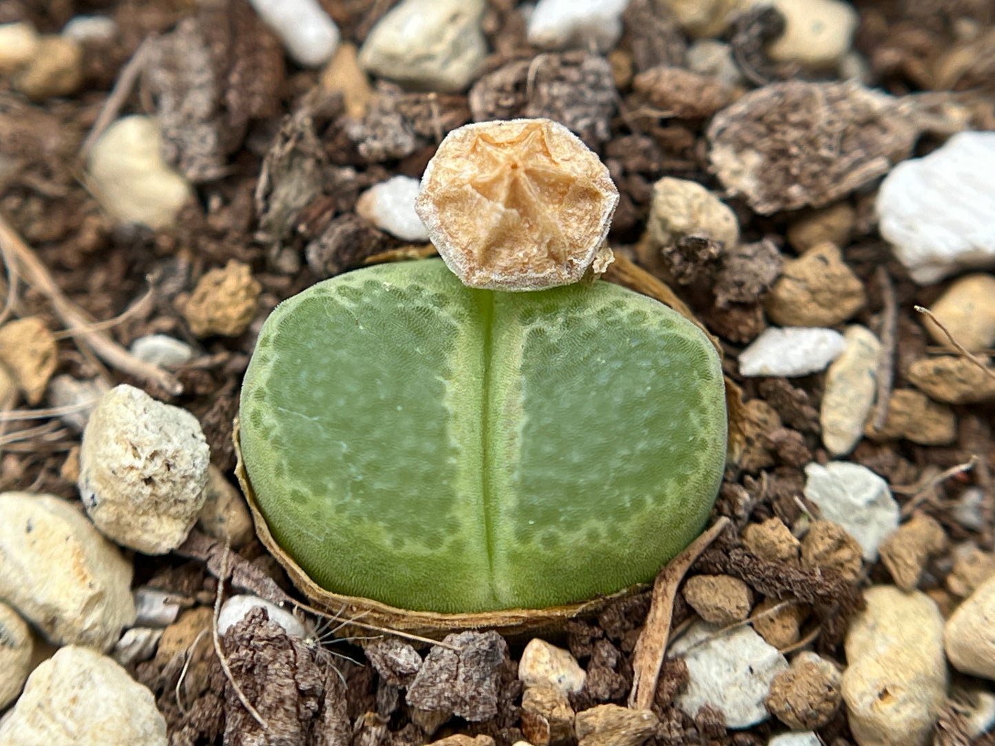 Conophytum longum seeds (10/20/50/100)