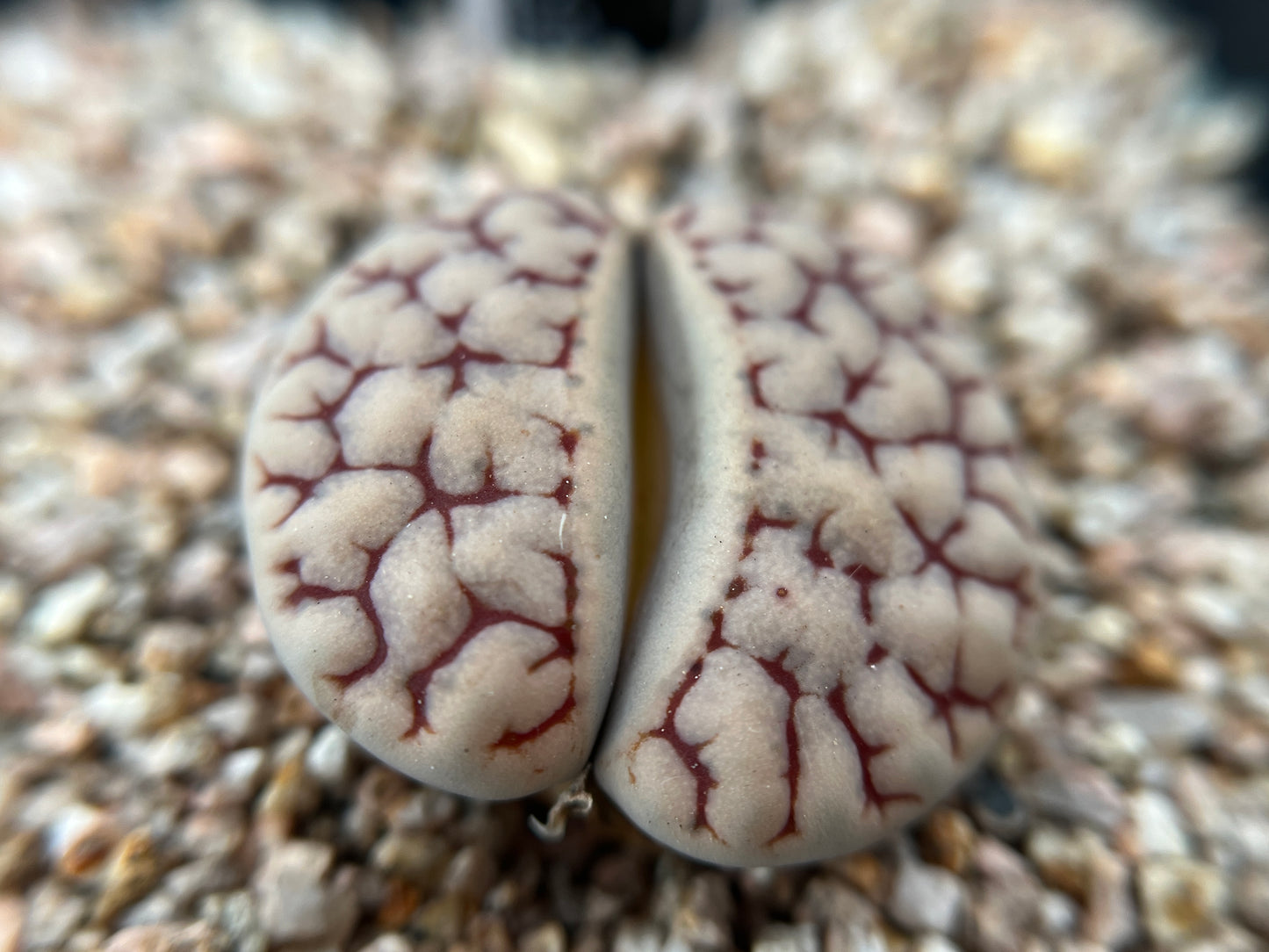 Lithops C373 gracilidelineata seeds