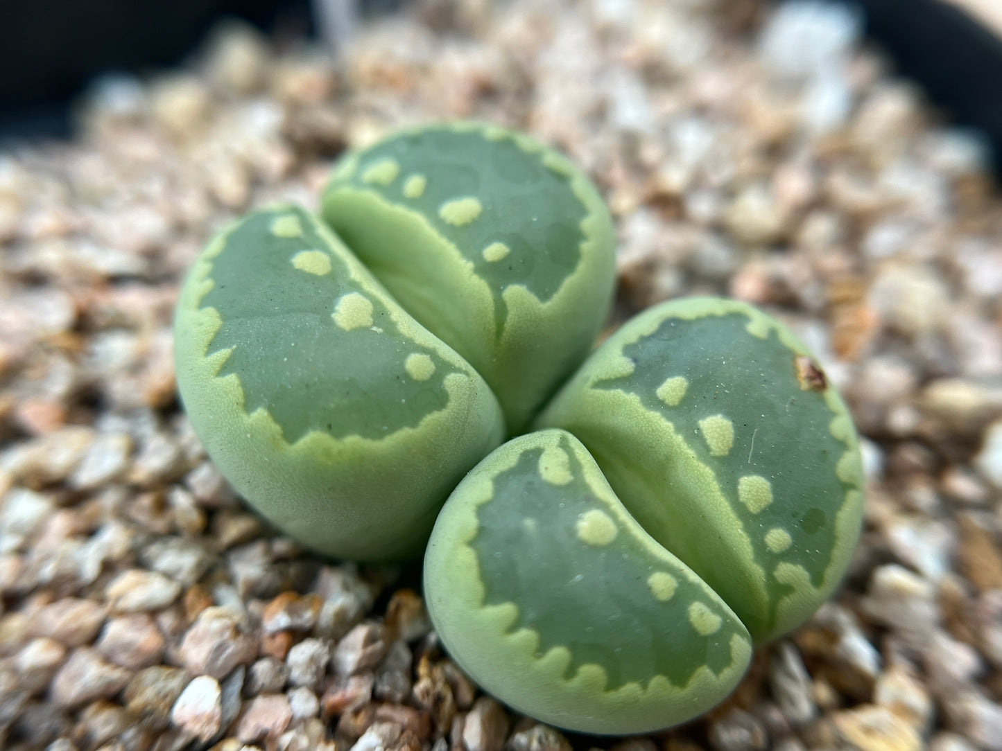 Lithops C350A otzeniana 'green form'