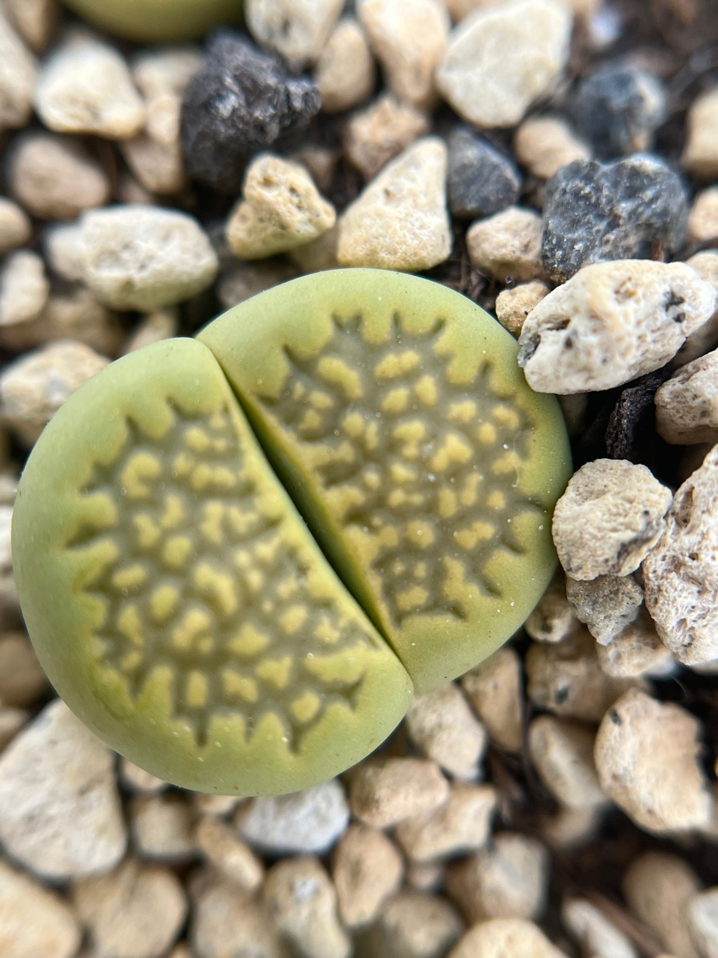 Lithops C111a green soapstone seeds