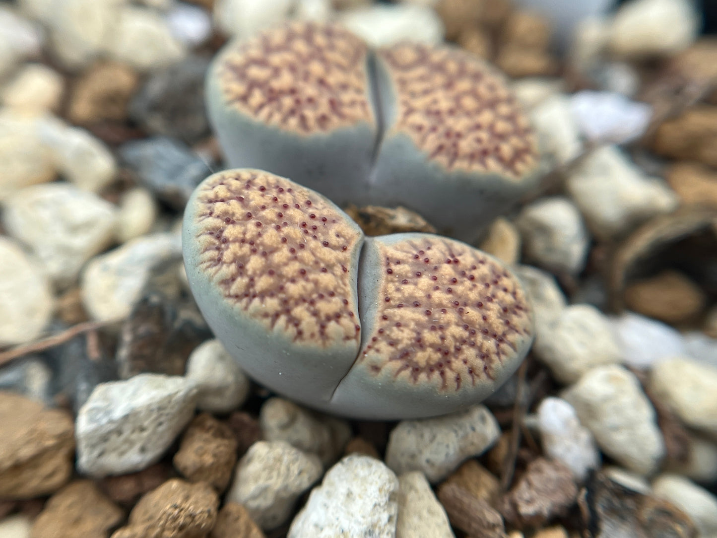 Lithops C159 verruculosa seeds