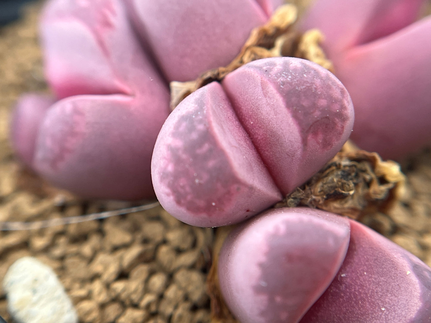 Lithops C081A optica `Rubra` seeds