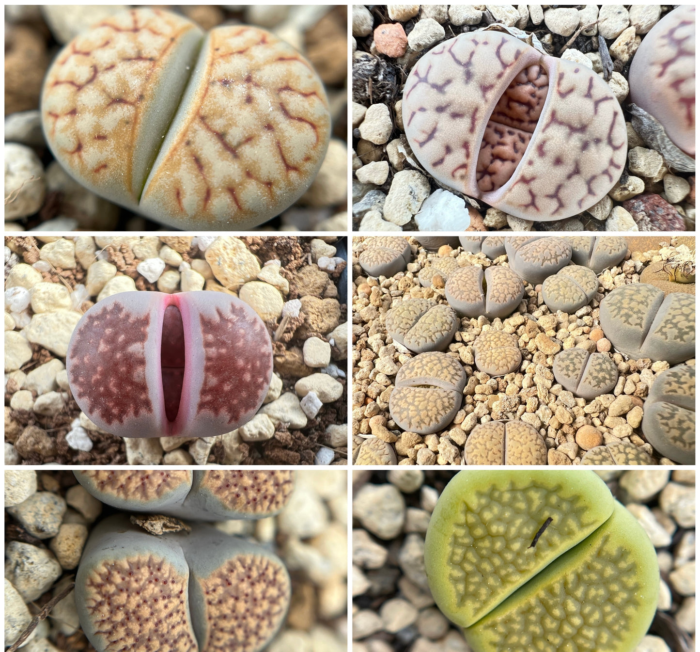 Lithops Mix seeds