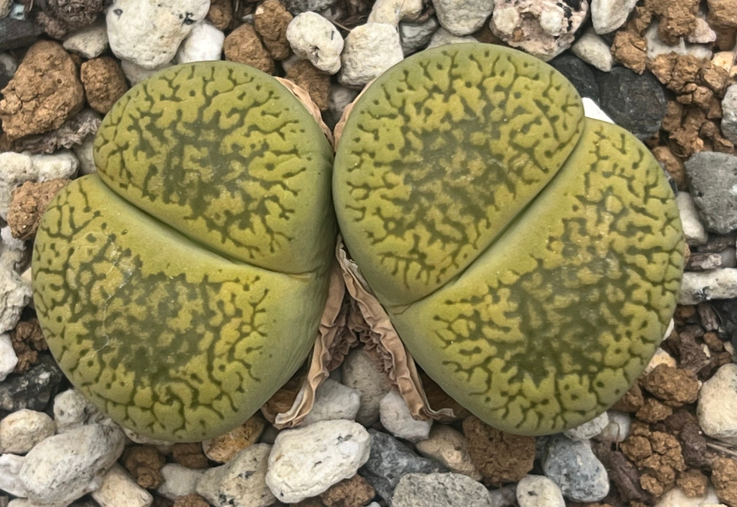 Lithops C389 aucampiae ssp. aucampiae v. aucampiae `Betty`s Beryl` seeds
