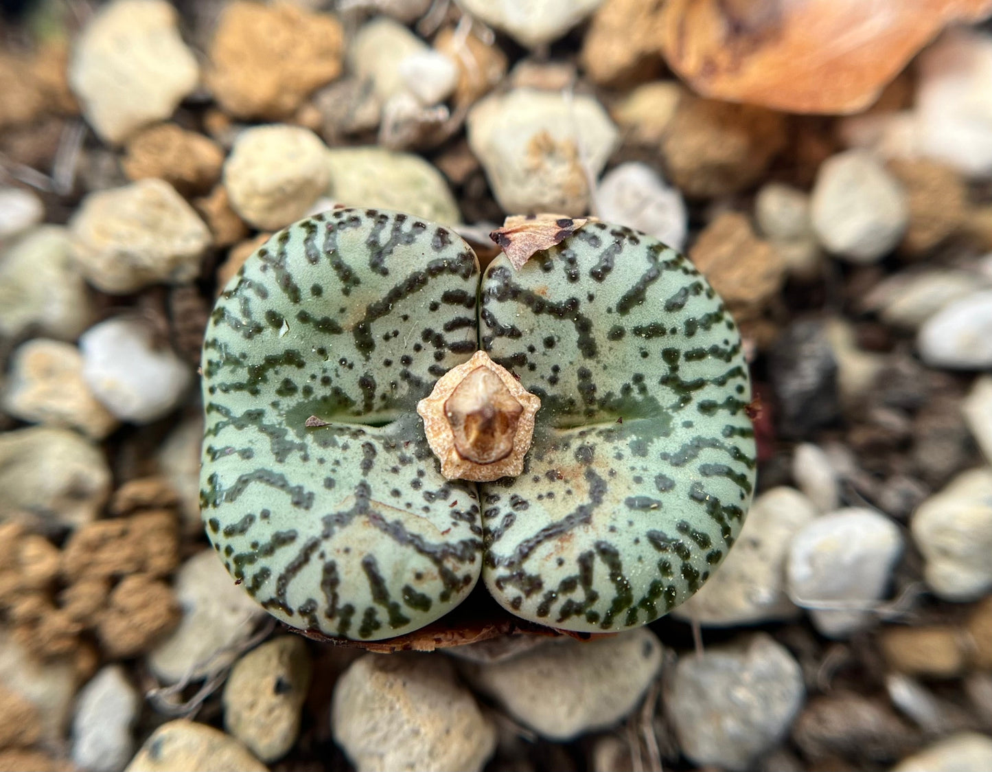 Conophytum obcordellum ursprungianum seeds