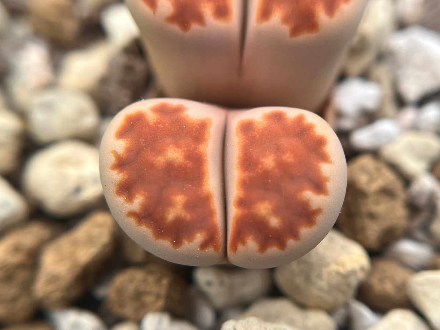 Lithops C168 karasmontana ssp. karasmontana v. karasmontana(syn. mickbergensis)seeds